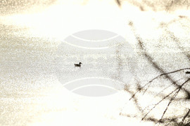 Село Божурово - блатни птици