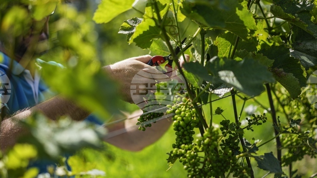 Най-старото вино е било произвеждано от ферментирали стафиди, смятат учени