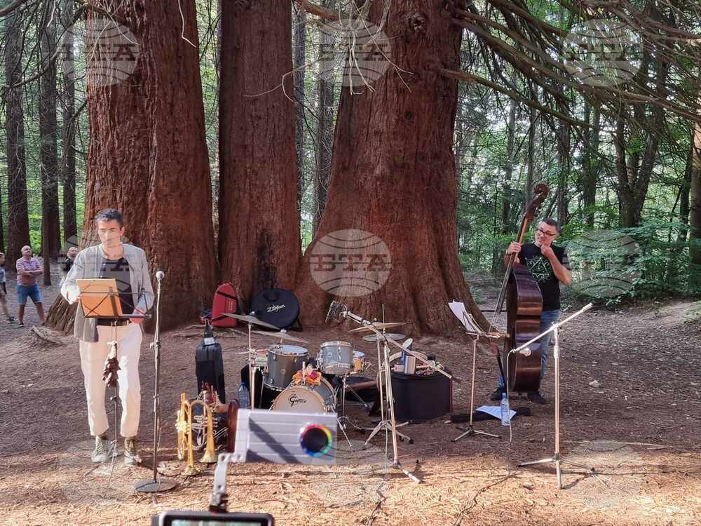 Musicians Perform at Bulgaria's Oldest, Highest Sequoias