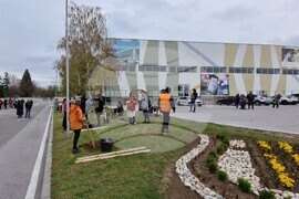 Благоевград - японски вишни - засаждане