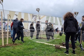 Благоевград - японски вишни - засаждане