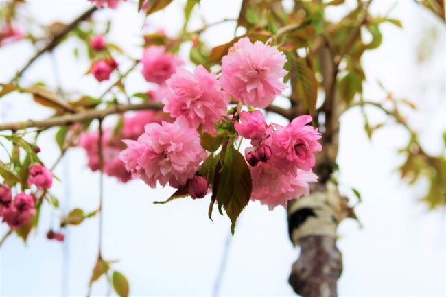 Над 100 вишни бяха засадени в парк „Македония“ в Благоевград. Красивите дървета вече са част от зелената система на града