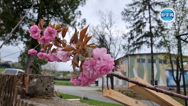 Сто японски вишни засадиха доброволци в благоевградския парк „Македония“