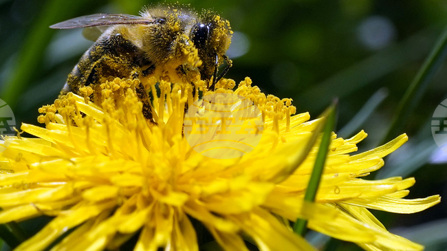 Нов вид пчела с „дяволски“ рога беше открита в Западна Австралия