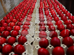 Бачково - Велики четвъртък - яйца - традиционно боядисване