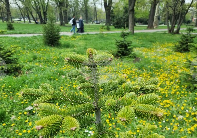 Агенцията за обществени поръчки вече три месеца бави важна поръчка за поддръжката на зелената система в София, каза кметът Васил Терзиев