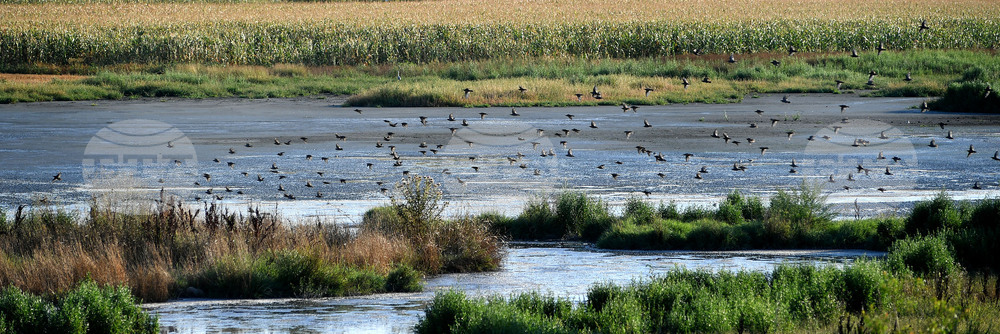 Waterfowl - Northeastern Bulgaria
