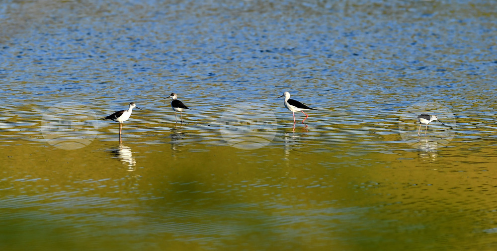 Waterfowl - Northeastern Bulgaria