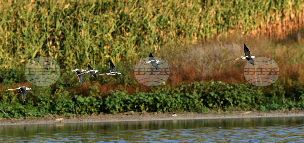 Waterfowl - Northeastern Bulgaria