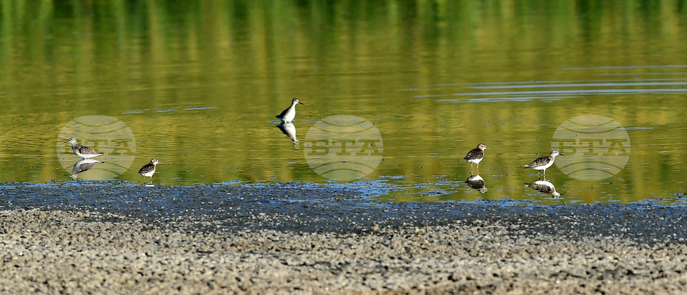 Waterfowl - Northeastern Bulgaria