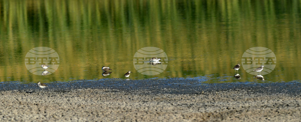 Waterfowl - Northeastern Bulgaria
