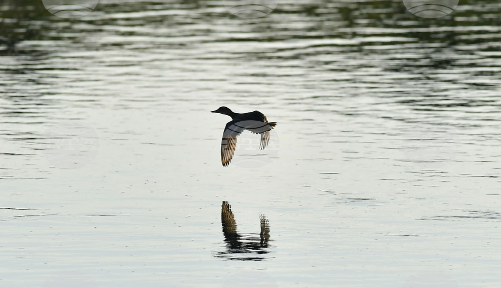 Waterfowl - Northeastern Bulgaria