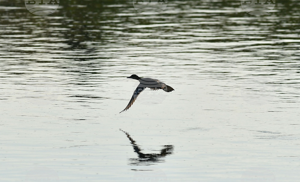 Waterfowl - Northeastern Bulgaria