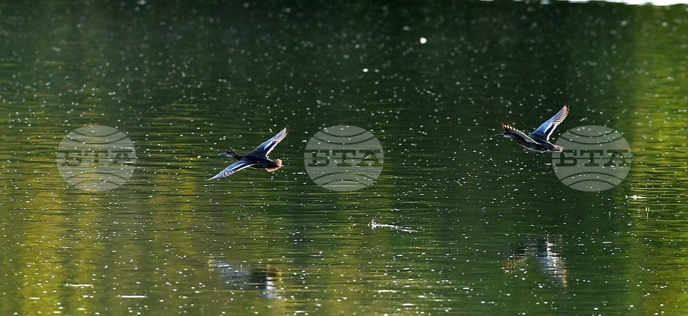 Waterfowl - Northeastern Bulgaria