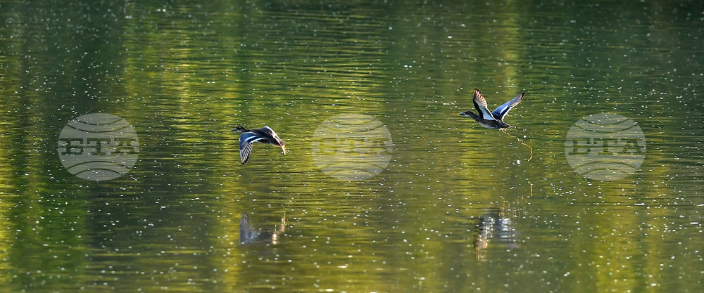 Waterfowl - Northeastern Bulgaria