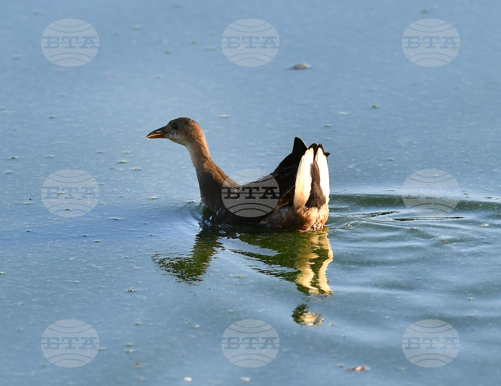 Waterfowl - Northeastern Bulgaria