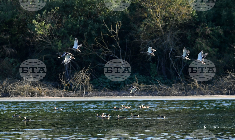Waterfowl - Northeastern Bulgaria