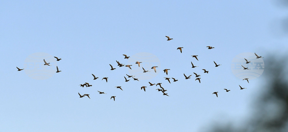 Waterfowl - Northeastern Bulgaria