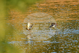 Waterfowl - Northeastern Bulgaria