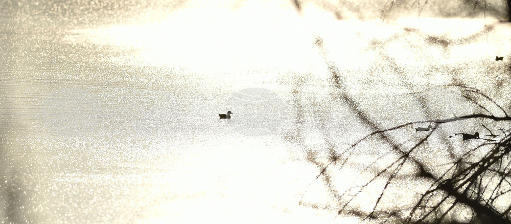 Waterfowl - Northeastern Bulgaria