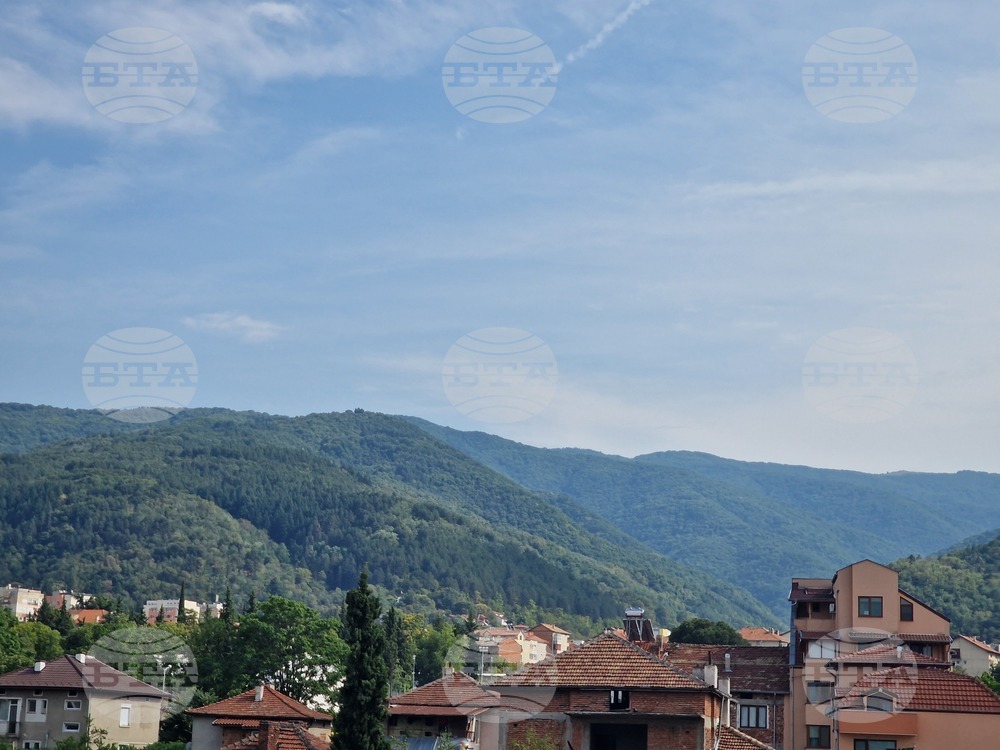 Иглолистни дървета в Беласица съхнат заради заболяване, каза за БТА експертът Иван Куйов