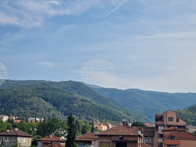 Иглолистни дървета в Беласица съхнат заради заболяване, каза за БТА експертът Иван Куйов
