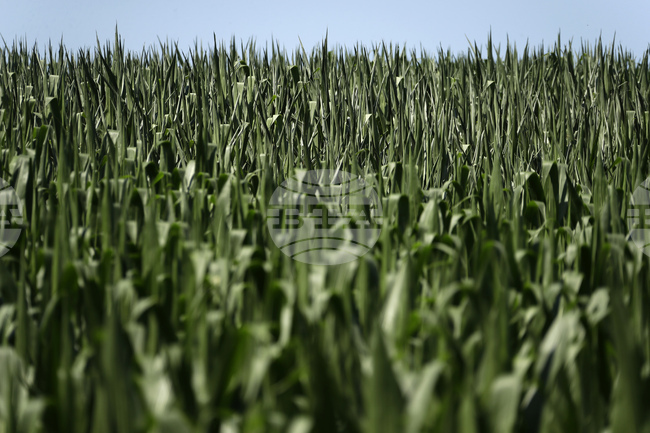 Учени откриха ключова молекула за растежа на растенията