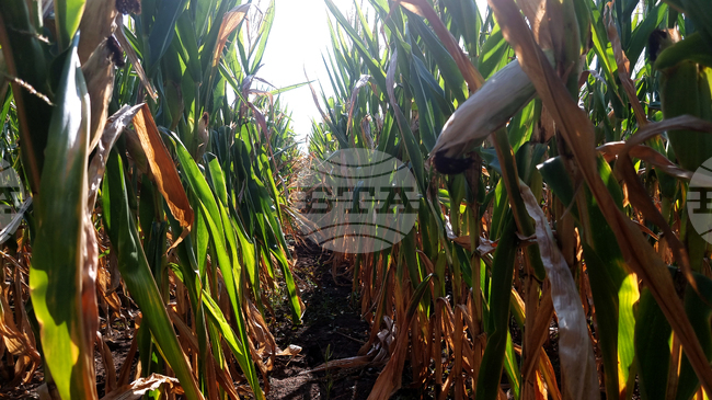 Прием за безплатни съветнически услуги за земеделски и горски стопани е отворен у нас до 15 юли