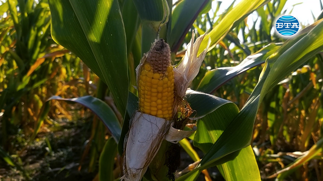 По-ниски добиви от царевица и слънчоглед очакват земеделците в Разградско