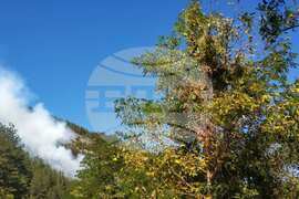 Село Забърдо - горски пожар