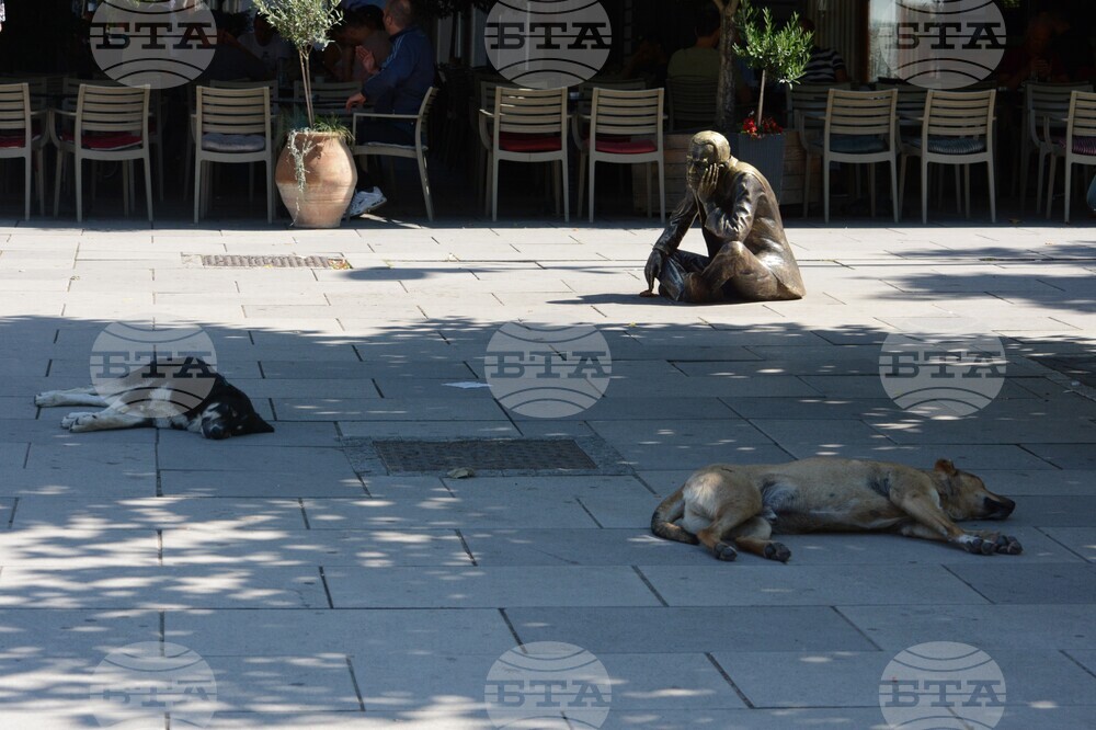 Косово търси решение на проблема с бездомните кучета, само тази година 130 души са потърсили помощ след ухапване