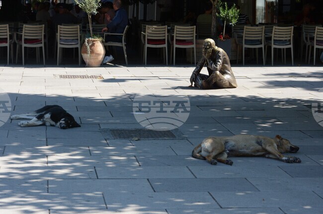 Бездомно куче номер 1000 беше осиновено от улиците на косовската столица Прищина