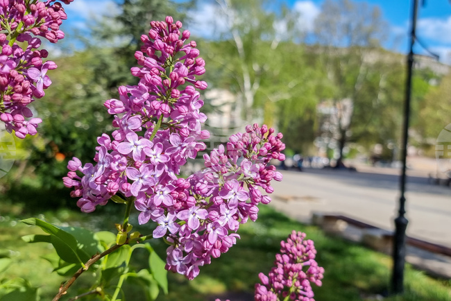 Ученици на Българското училище в село Табаки пресъздадоха обреда „Пеперуда“ за дъжд и плодородие