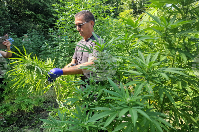 Police Officers Find Cannabis in Private Property in Govedartsi Village