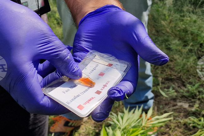 Петрич - ниви с канабис