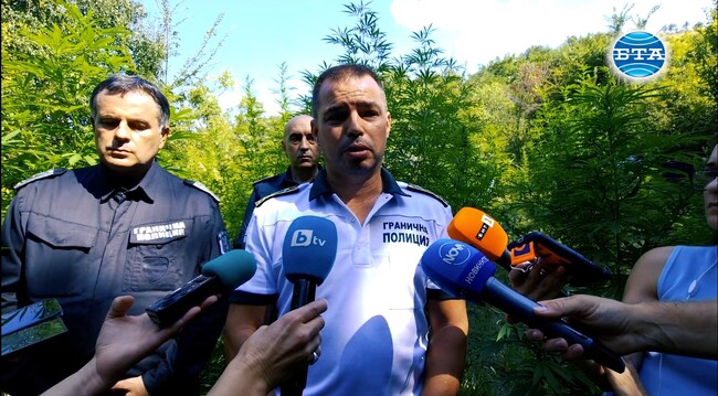 Пет ниви с канабис с обща площ около 100 декара ще бъдат унищожени до края на деня, заяви главен комисар Антон Златанов