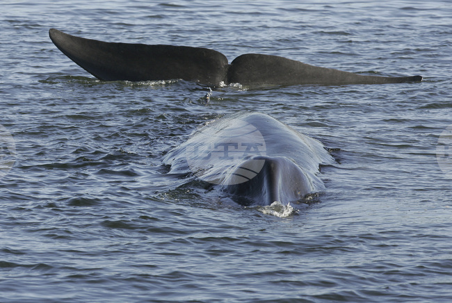 Кит е забелязан в Адриатическо море в района на Дубровник