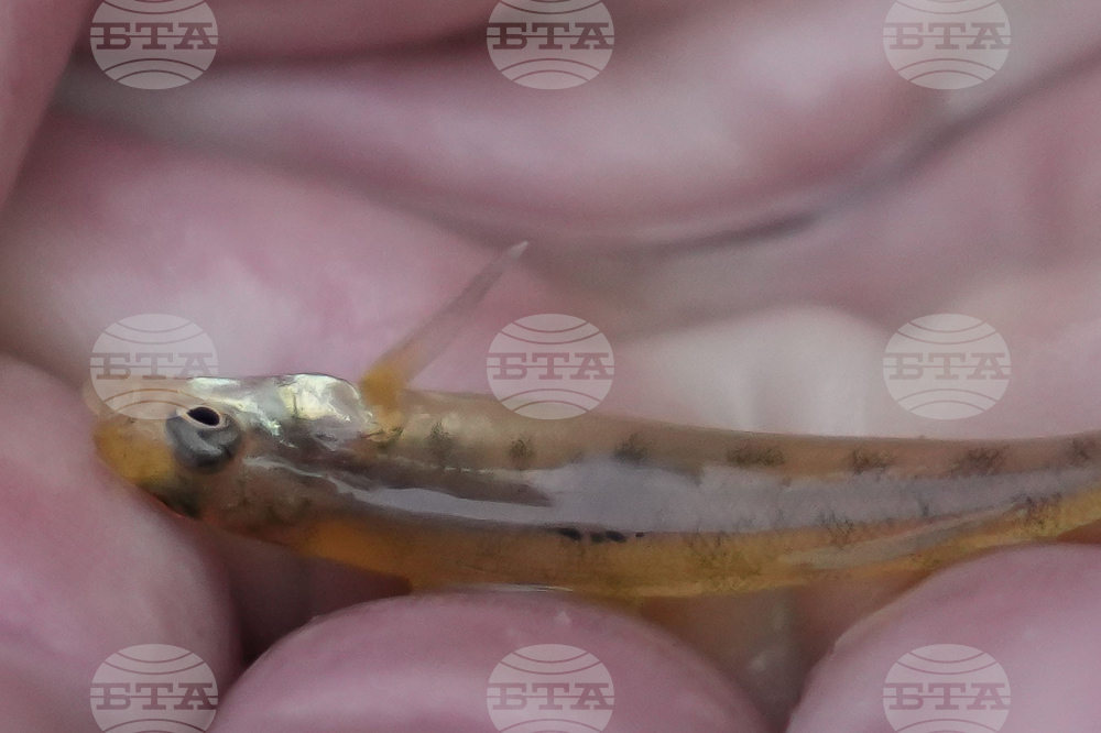 Нов тип зрителни рецептори са идентифицирани в три вида дълбоководни риби, сочи изследване