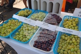 Плевен - винарско изложение - откриване