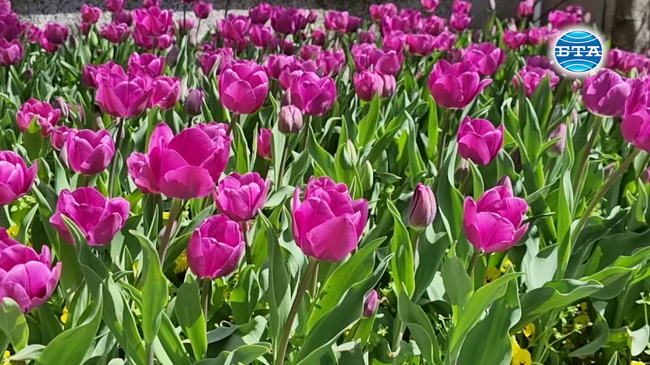 Хиляди лалета и теменуги в ярки цветове украсяват центъра на Плевен 