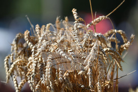 Село Каменово - Ден на хляба и плодородието