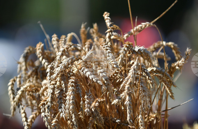 Протестен митинг срещу новите геномни техники в земеделието ще се състои днес в София