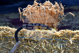 Село Каменово - Ден на хляба и плодородието