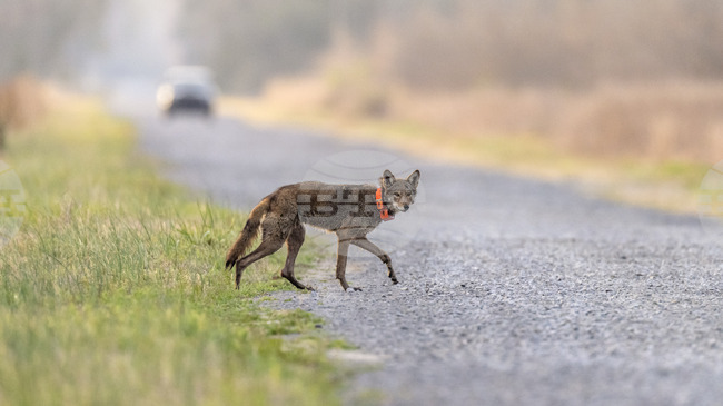 Жители на гръцки села се оплакват заради увеличаването на популацията на диви животни в планинските райони 