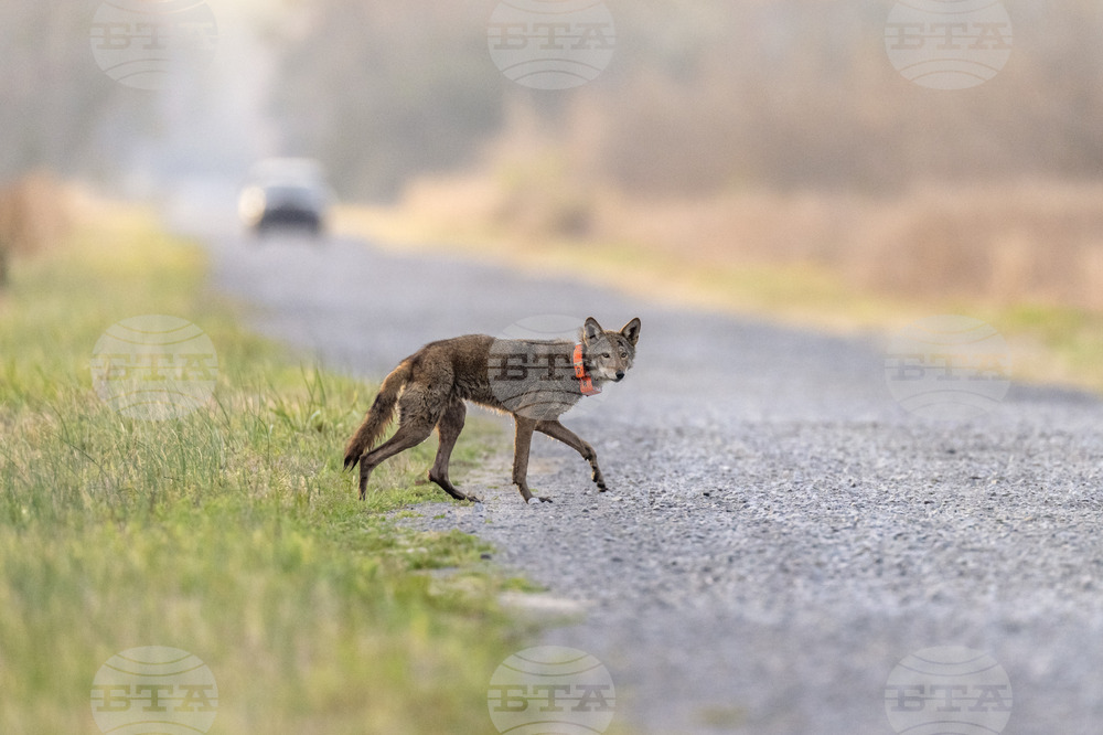 Жители на гръцки села се оплакват заради увеличаването на популацията на диви животни в планинските райони 