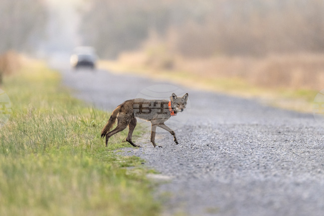 Жители на гръцки села се оплакват заради увеличаването на популацията на диви животни в планинските райони 
