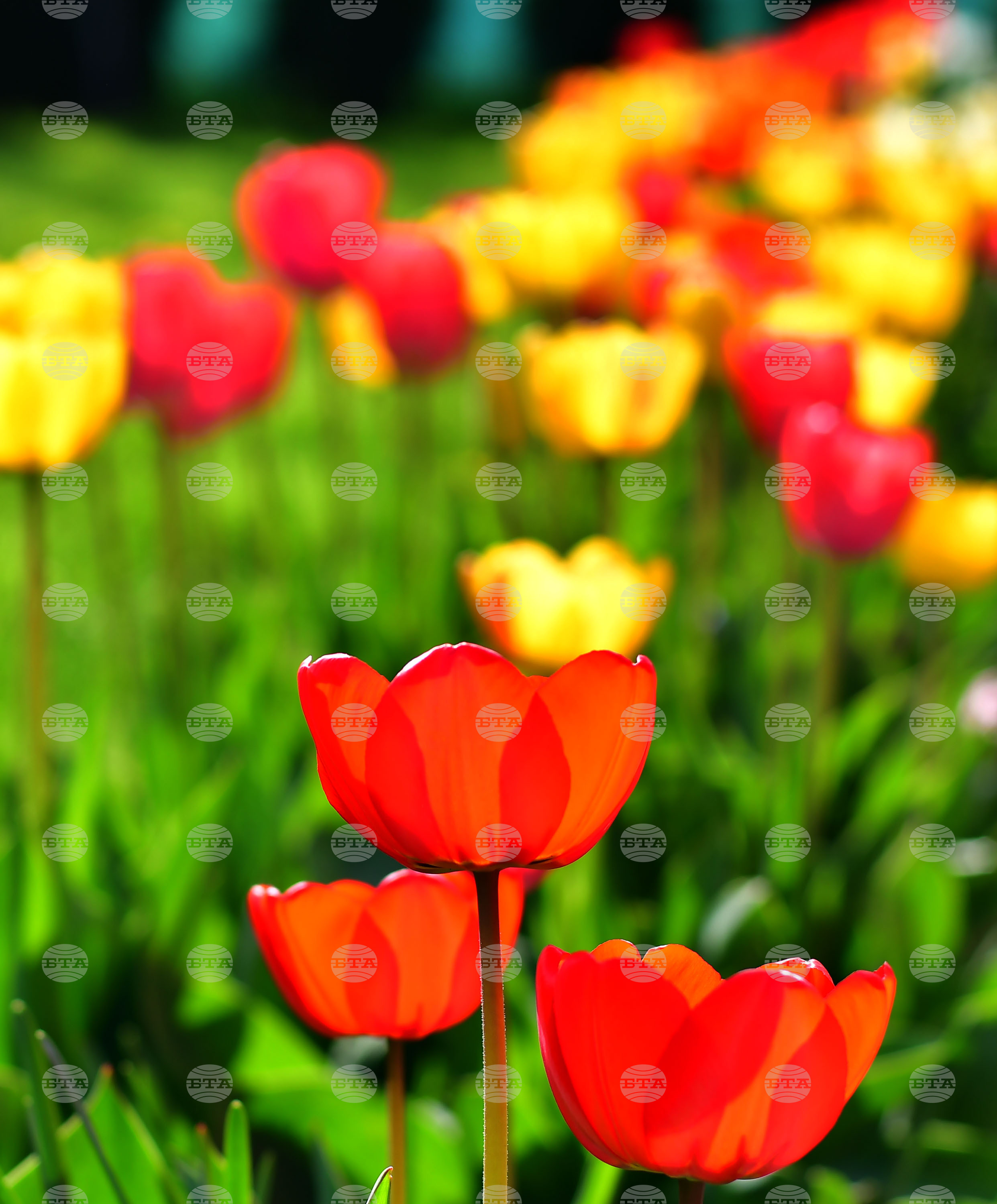 Село Голям Поровец - пролет - лалета