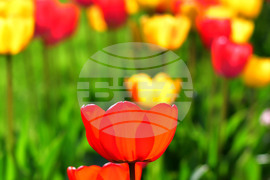 Село Голям Поровец - пролет - лалета