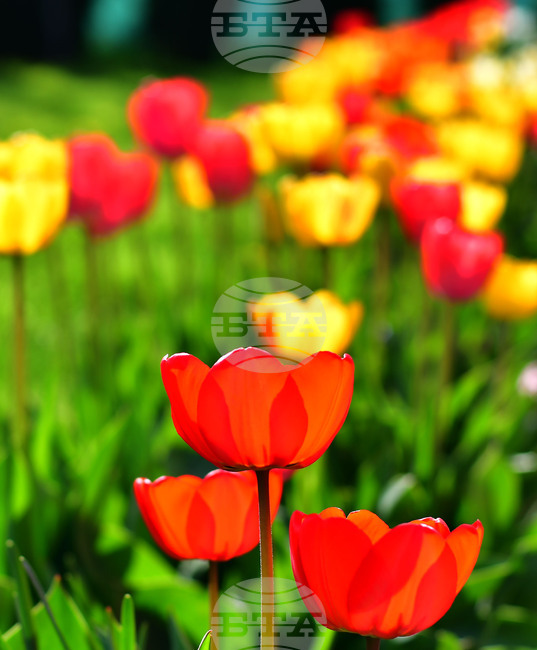 Село Голям Поровец - пролет - лалета