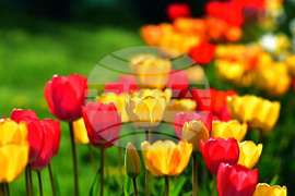 Село Голям Поровец - пролет - лалета